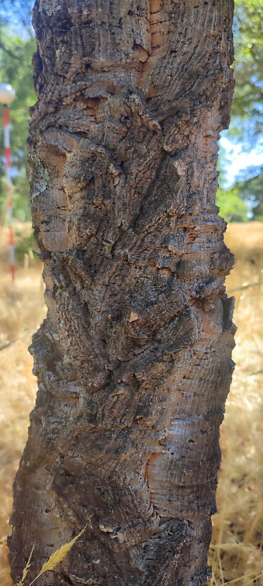 MndzMery's tweet image. #Quercussuber is not only #cork🪵.  Today we were #scanning some #trees🌳 to quantify #biomass. Combining #traditional and #CRS features to improve #biomass #estimation in #forestry. @rafacalama2 @oldpine17 @INIA_es @CSIC @CSICdivulga #research #hotday #MFE #DINAMO