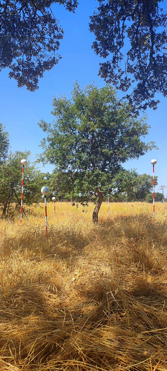 María Menéndez (@mndzmery) on Twitter photo #Quercussuber is not only #cork🪵. Today we were #scanning some #trees🌳 to quantify #biomass. Combining #traditional and #CRS features to improve #biomass #estimation in #forestry. <a href="/rafacalama2/">rafacalama</a> <a href="/oldpine17/">Beginpine</a> <a href="/INIA_es/">INIA-CSIC</a> <a href="/CSIC/">CSIC</a> <a href="/CSICdivulga/">CSIC Divulga</a> #research #hotday #MFE #DINAMO #Quercussuber is not only #cork🪵. Today we were #scanning some #trees🌳 to quantify #biomass. Combining #traditional and #CRS features to improve #biomass #estimation in #forestry. <a href="/rafacalama2/">rafacalama</a> <a href="/oldpine17/">Beginpine</a> <a href="/INIA_es/">INIA-CSIC</a> <a href="/CSIC/">CSIC</a> <a href="/CSICdivulga/">CSIC Divulga</a> #research #hotday #MFE #DINAMO