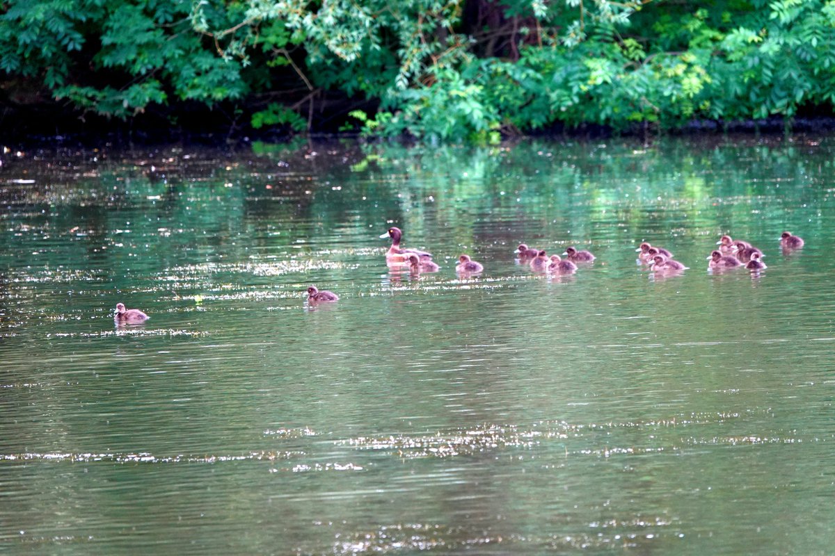 Biggest brood of tufted ducks I've ever seen <a href="/AlthorpHouse/">Althorp</a> 
They were all busy chasing insects across the water. 
Mother did well to hatch that lot!
Conservation@althorp.com #Spencerestates