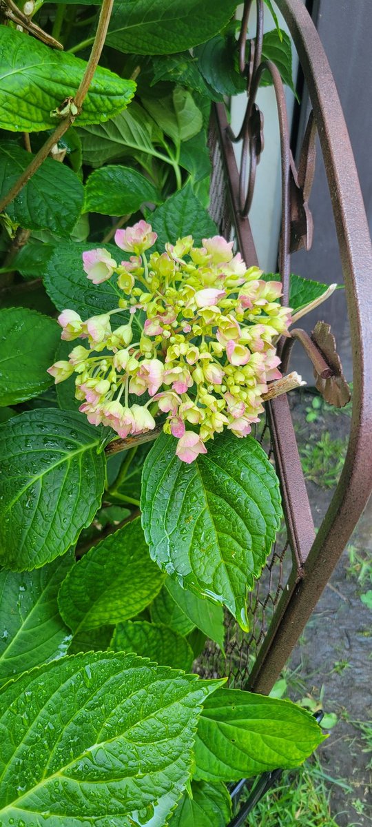 josaragosa's tweet photo. I watered my Angie this morning and looked out at 1:30pm to her wilting! I quickly gave her water and put an umbrella over her, and within 15 minutes, she was bouncing back.  This heat wave is not messing around!! #ShareYourWeather #canadiansummer https://t.co/iLwKZnlmuS