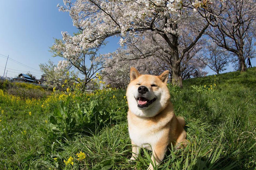Children love #Marutaro ’s silly expressions and outfits, while adults admire his calming presence. He’s a dog for all ages.❤️✨

$MARU #ShibaInu #DogLovers 
#ETH