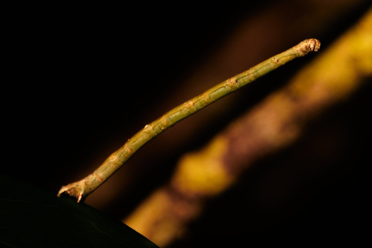 bownaankamal's tweet photo. Inch Worm | Ankanin'ny Nofy | Madagascar
Photo by @bownaankamal
.
.
#inchworm #bownaankamal #madagascar #insects https://t.co/PHTNFlyd1a
