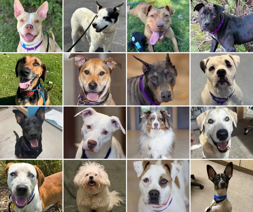 🚨 Our dog suites and kennels are packed, and we need your help!
ADOPTION FEES FOR ALL DOGS 6 MONTHS AND UP HAVE BEEN LOWERED TO $75 AND ADOPTION FEES FOR BENCHWARMERS ARE $25 THROUGH JULY 31.
Visit wihumane.org/adopt to view our up-to-date list of available animals 🐶💖