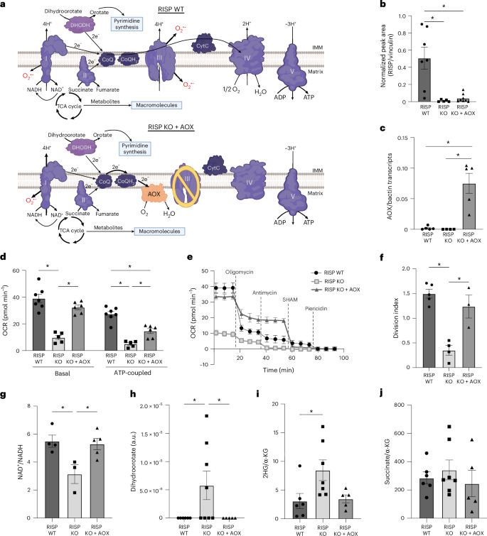 Waggoner Lab (@labwaggoner) on Twitter photo Mitochondrial respiration is necessary for CD8+ T cell proliferation and cell fate <a href="/NatImmunol/">Nature Immunology</a>
nature.com/articles/s4159… Mitochondrial respiration is necessary for CD8+ T cell proliferation and cell fate <a href="/NatImmunol/">Nature Immunology</a>
nature.com/articles/s4159…