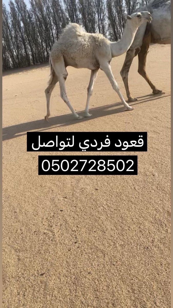 نايف (@rk50sp5fyyhdr31) on Twitter photo 