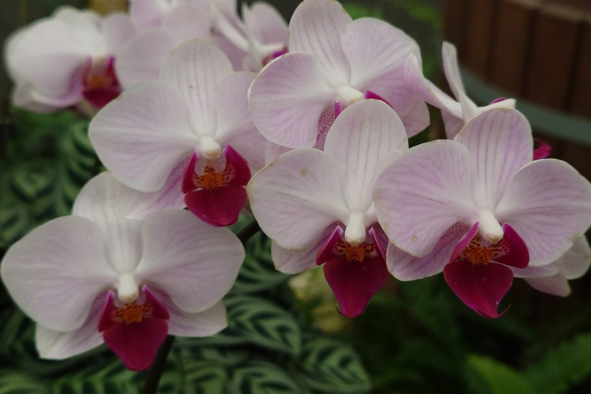 takecyanful's tweet image. 7/17 木曜日 ☔️ 24℃
🍃 おはようございます🍃
ーーーーーーーーーーーー
Good morning everyone
ーーーーーーーーーーーー
🍃🌸🍃