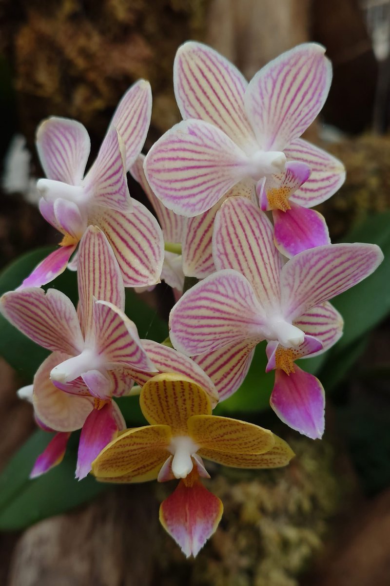 takecyanful's tweet image. 7/17 木曜日 ☔️ 24℃
🍃 おはようございます🍃
ーーーーーーーーーーーー
Good morning everyone
ーーーーーーーーーーーー
🍃🌸🍃