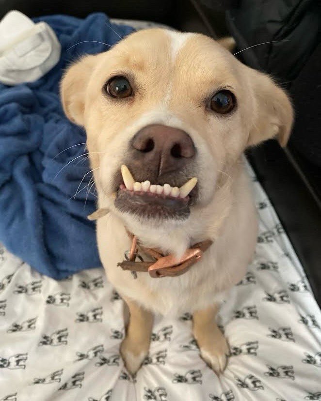 This is Susan. She has a smile that could light up a room, and independently finance the local orthodontist. 12/10