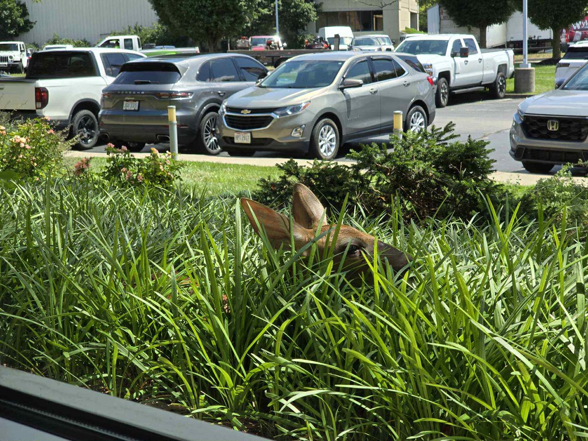 A baby deer decided to nap outside our Milford office today and we're obsessed. 🦌💤 It’s just curled up like it pays rent. Cutest little surprise of the week! 💕

BRB, updating our job perks to include occasional baby deer sightings! <a href="/DavidWyler/">David Wyler</a> <a href="/KevinFrye1/">Kevin Frye</a> <a href="/jeffbaioni/">Jeff Baioni</a>