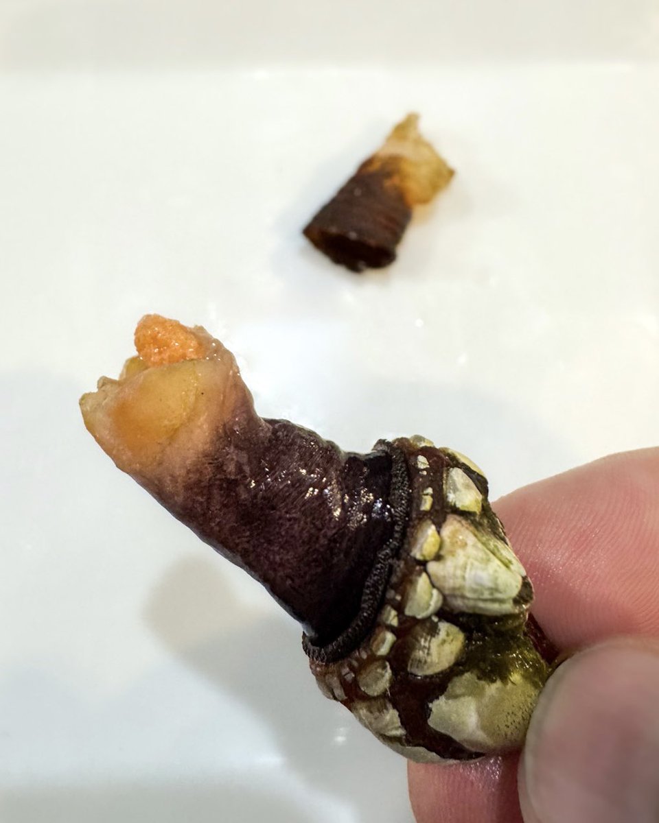 ericripert's tweet image. Percebes: the ultimate ocean delicacies for our lunch this afternoon! Saline, with a hint of sweetness… Blanched for 3 minutes, then peeled, twisted, and devoured. Spanish goose barnacles — a rare treat from our friend @BrowneTradingCo @LeBernardinNY 🙏