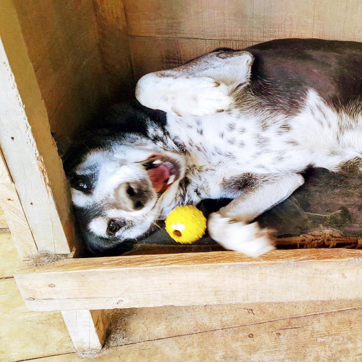 #Asturias
#COCO tiene 9 años. Es grande, negro, mayor… tiene todo lo que algunos ven como “dificultades” para encontrar hogar.

Es un abuelete gordinflón que sonríe como si no conociera la tristeza.
Camina con ese trote torpón que derrite.
Mira como si siempre tuviera un