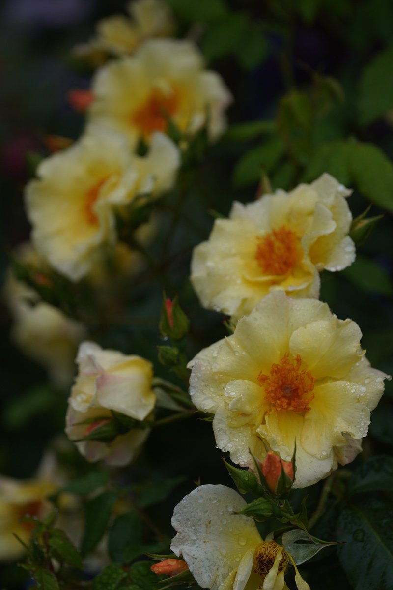 jerritama🐈🐟🐈 (@jerritama) on Twitter photo 