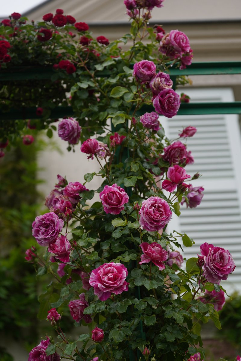 jerritama🐈🐟🐈 (@jerritama) on Twitter photo 