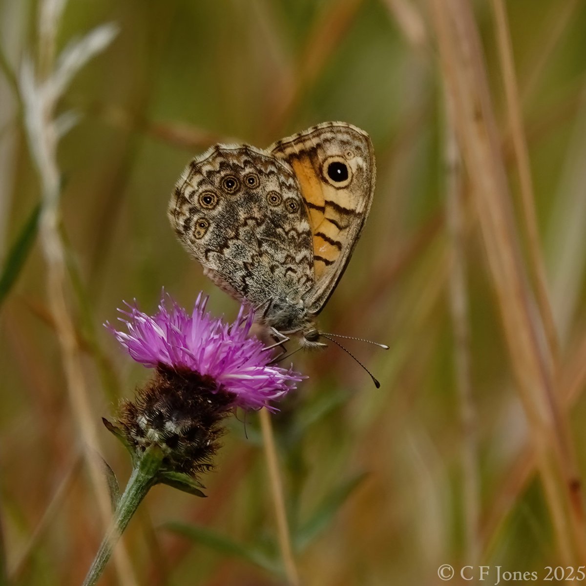 Craig Jones (@craig63jones) on Twitter photo Second brood female Wall. Lea Quarry, Shropshire 16/7/25
<a href="/BC_WestMids/">West Midlands Butterfly Conservation</a> <a href="/savebutterflies/">Butterfly Conservation 🦋</a> Second brood female Wall. Lea Quarry, Shropshire 16/7/25
<a href="/BC_WestMids/">West Midlands Butterfly Conservation</a> <a href="/savebutterflies/">Butterfly Conservation 🦋</a>