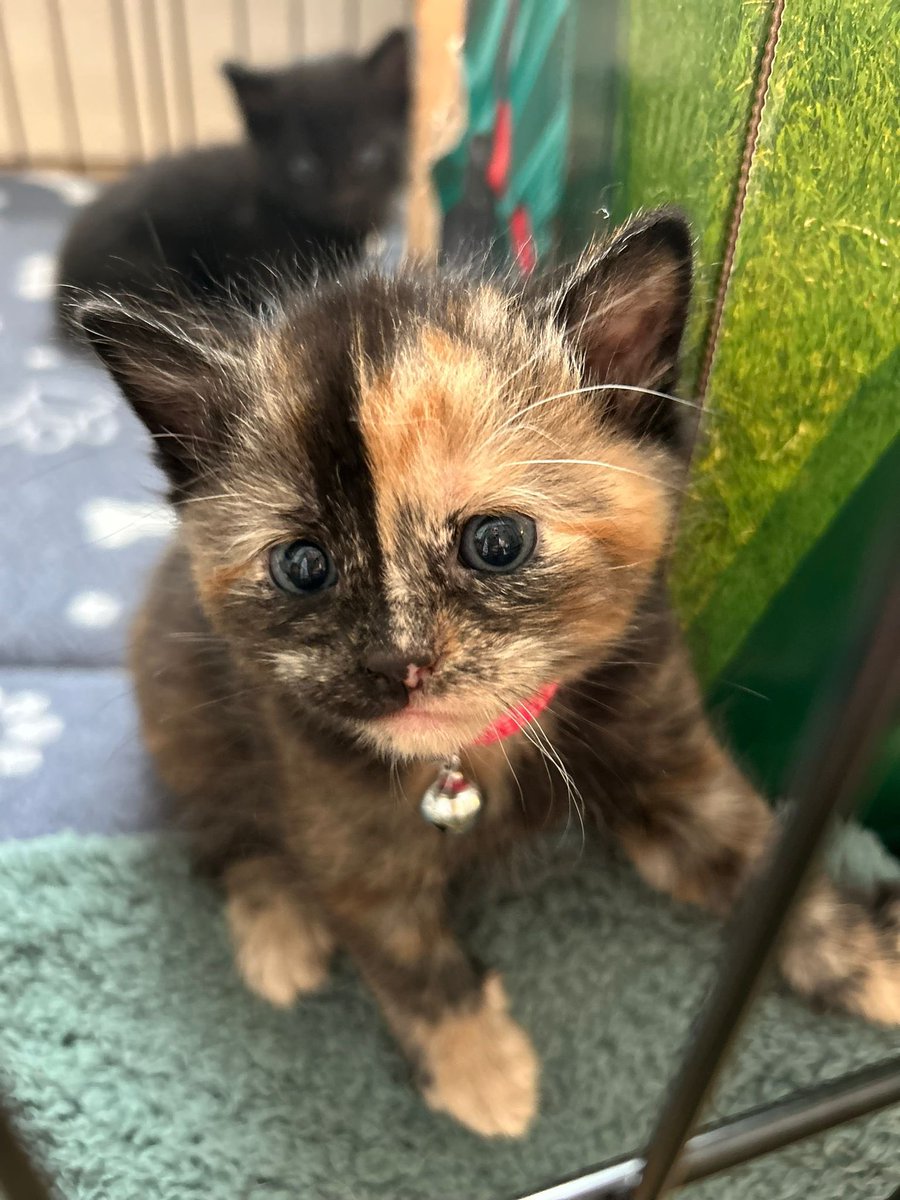 millscama's tweet photo. @catshealdeprsn https://t.co/oRQPETE7XR