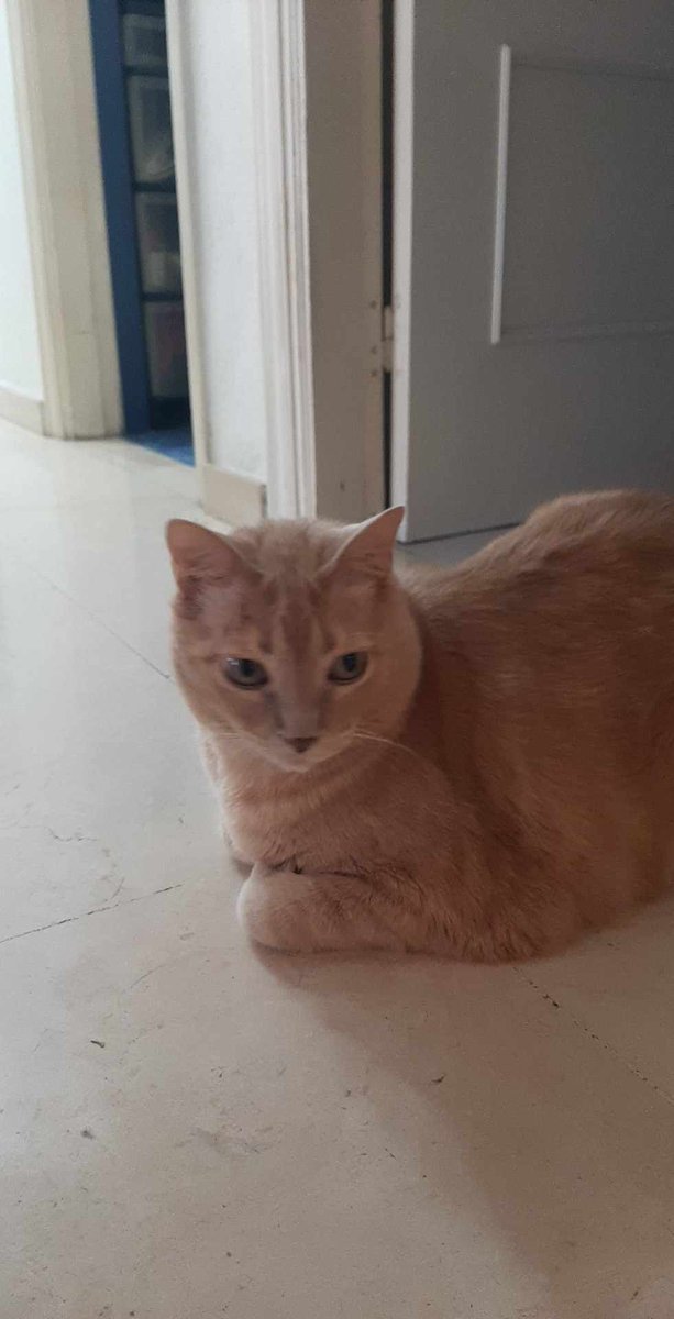 #Granada
Este gatito de 8 años es #NABITO. Su humano ha fallecido y él se ve obligado a buscar un nuevo hogar.

Es muy bueno, muy tranquilito, no rompe nada y hace sus necesidades en el arenero.

Sociable con perros medianos y pequeños.

Ya está esterilizado, tiene chip y se