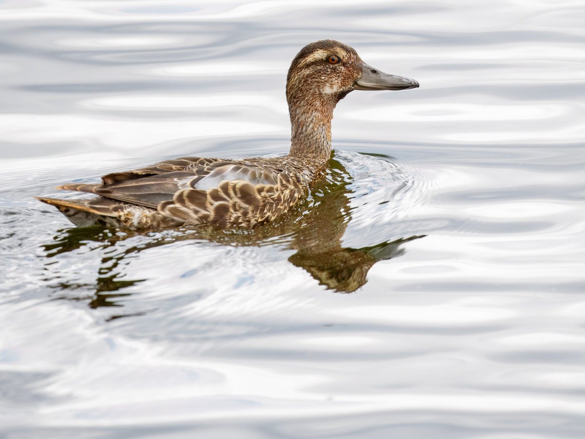 Elliott81758817's tweet image. Great to find this Garganey on Patch at Walthamstow Wetlands this morning. Only my 2nd here and my first since 2022! Also finally saw my first Dunlin of the year here, Common Sandpipers, Common Gull, Lesser Emperor, 3 Red Kites, Lesser Whitethroat, and more!