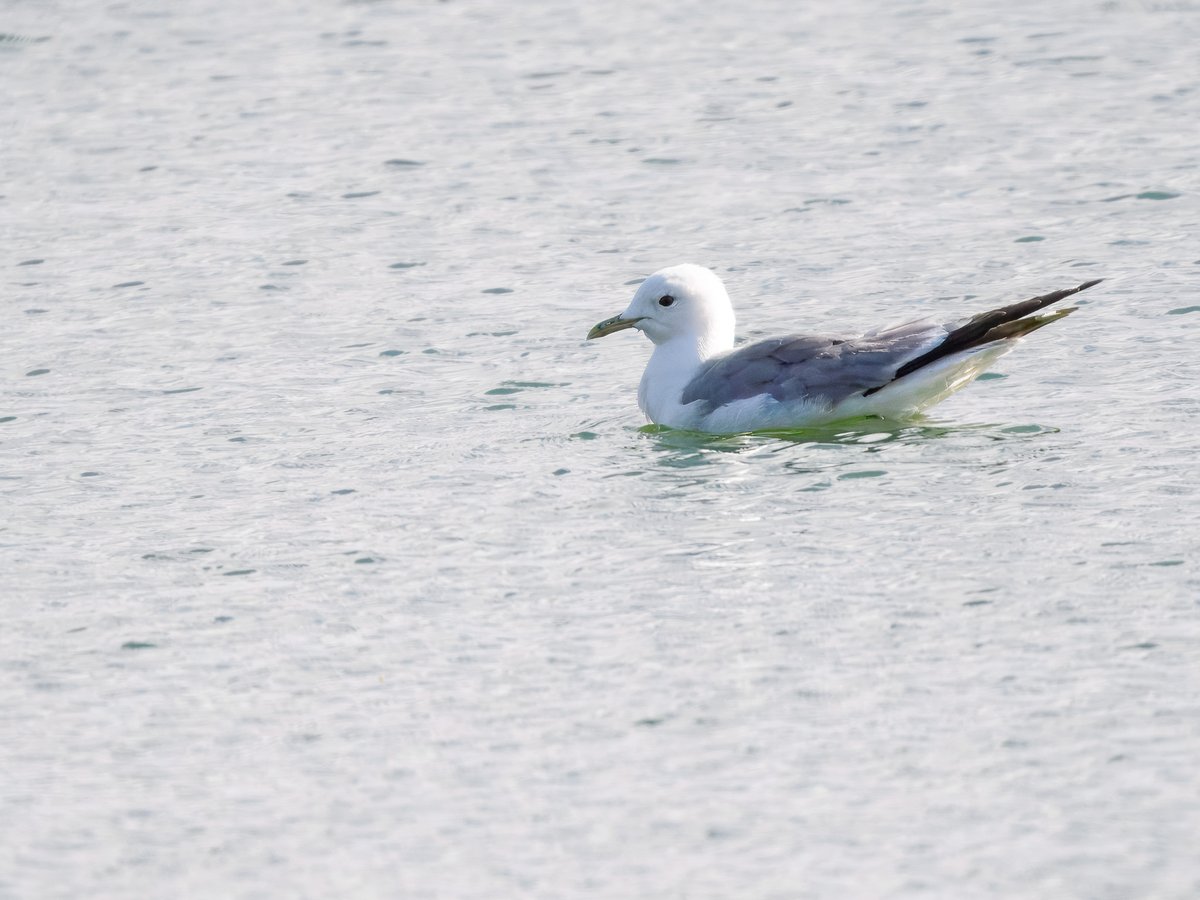 Elliott81758817's tweet image. Great to find this Garganey on Patch at Walthamstow Wetlands this morning. Only my 2nd here and my first since 2022! Also finally saw my first Dunlin of the year here, Common Sandpipers, Common Gull, Lesser Emperor, 3 Red Kites, Lesser Whitethroat, and more!