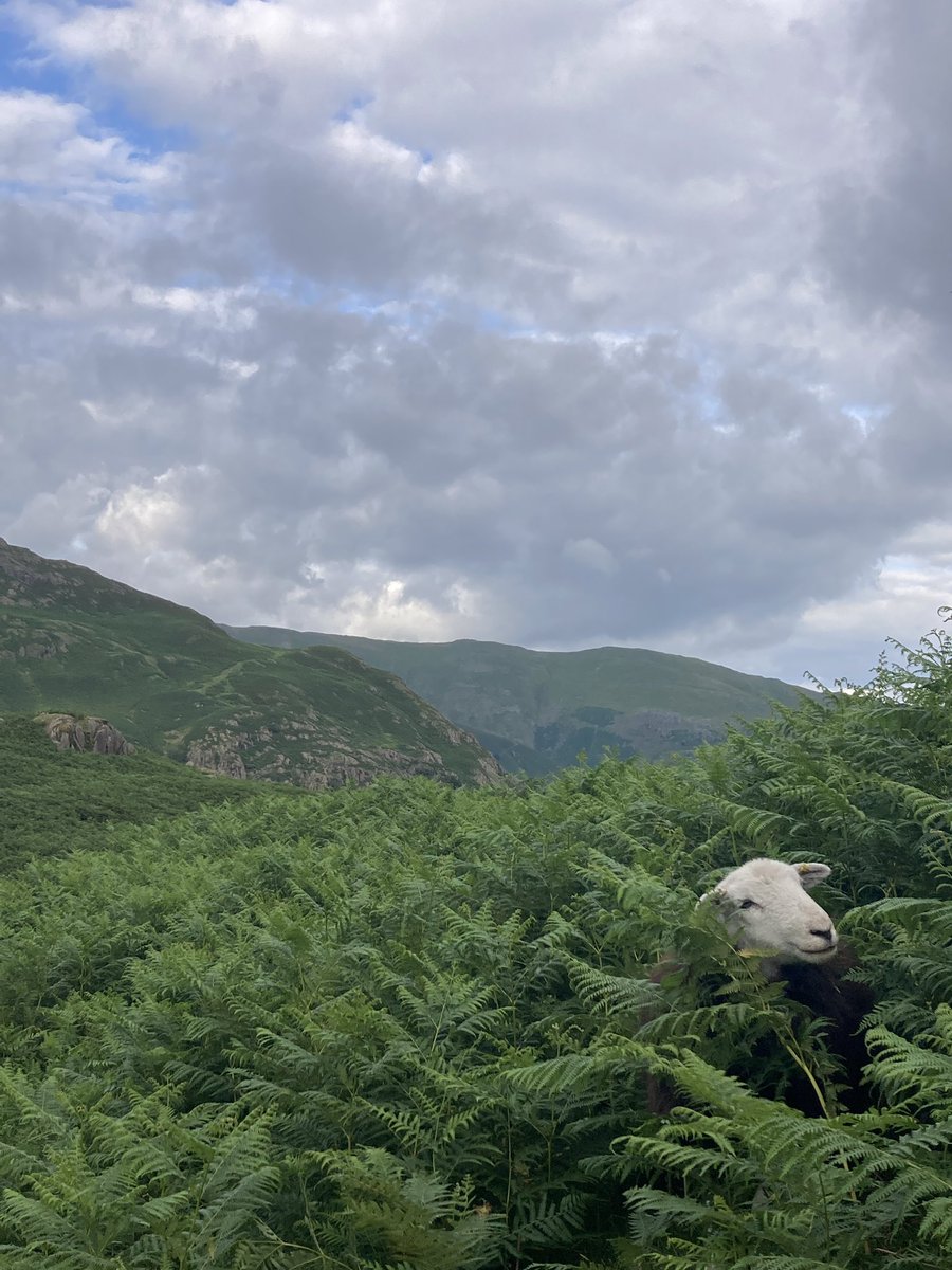 tompalmerauthor's tweet image. Back at Easedale Tarn, where Angel of Grasmere is set. Can’t keep away.
tompalmer.co.uk/angel-of-grasm…