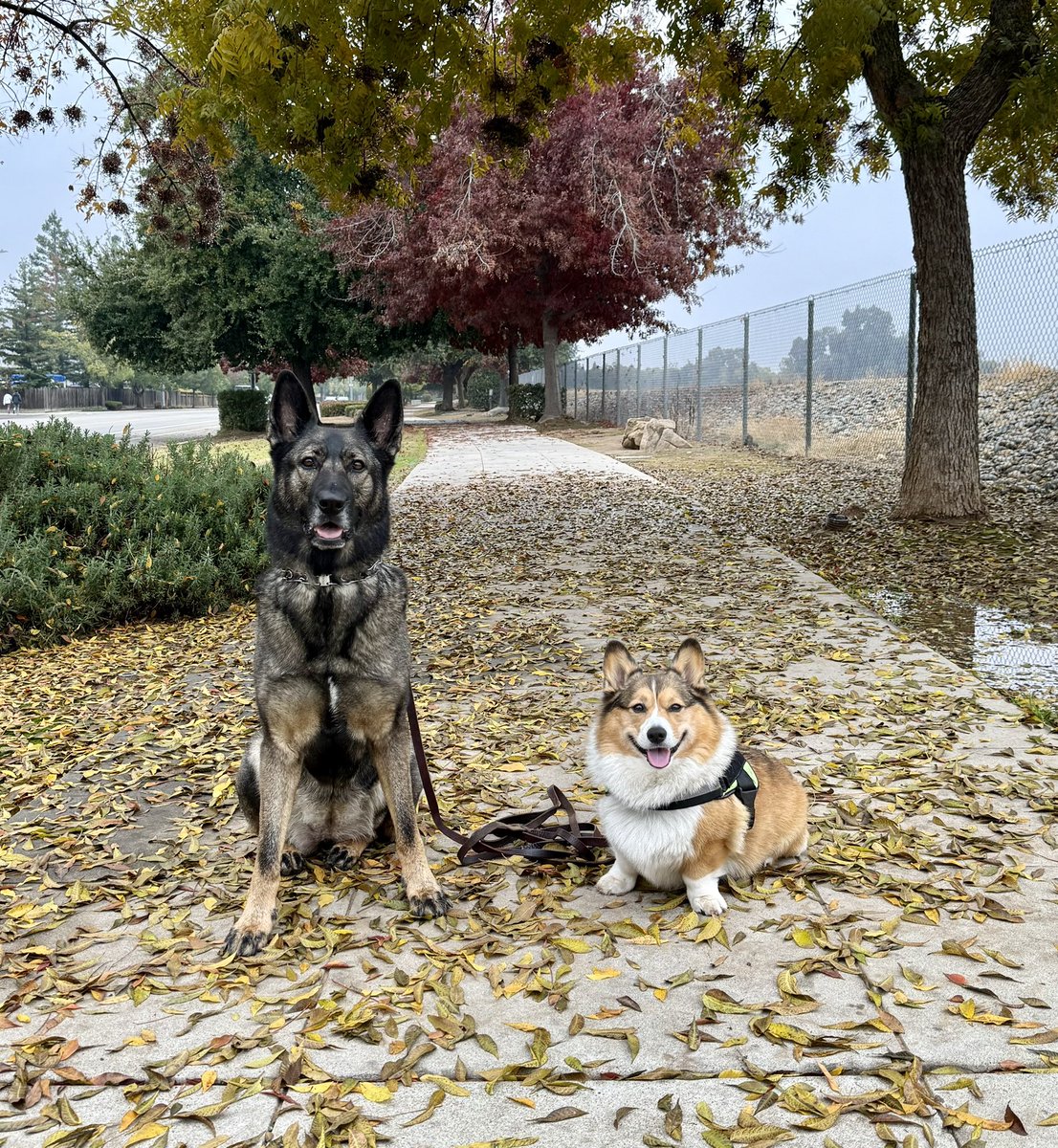 WinstonCorgiDog's tweet image. Happy Wednesday from Winston & Joy!☀️ And Happy Middle of the Week Corgi Dog-Family!🐶✌🏻Hope You’re All Well and Having a Great Day Today Furiends!💕 Peace and Blessings💌❤️ #Happy #Wednesday #Corgi #Dog #Family