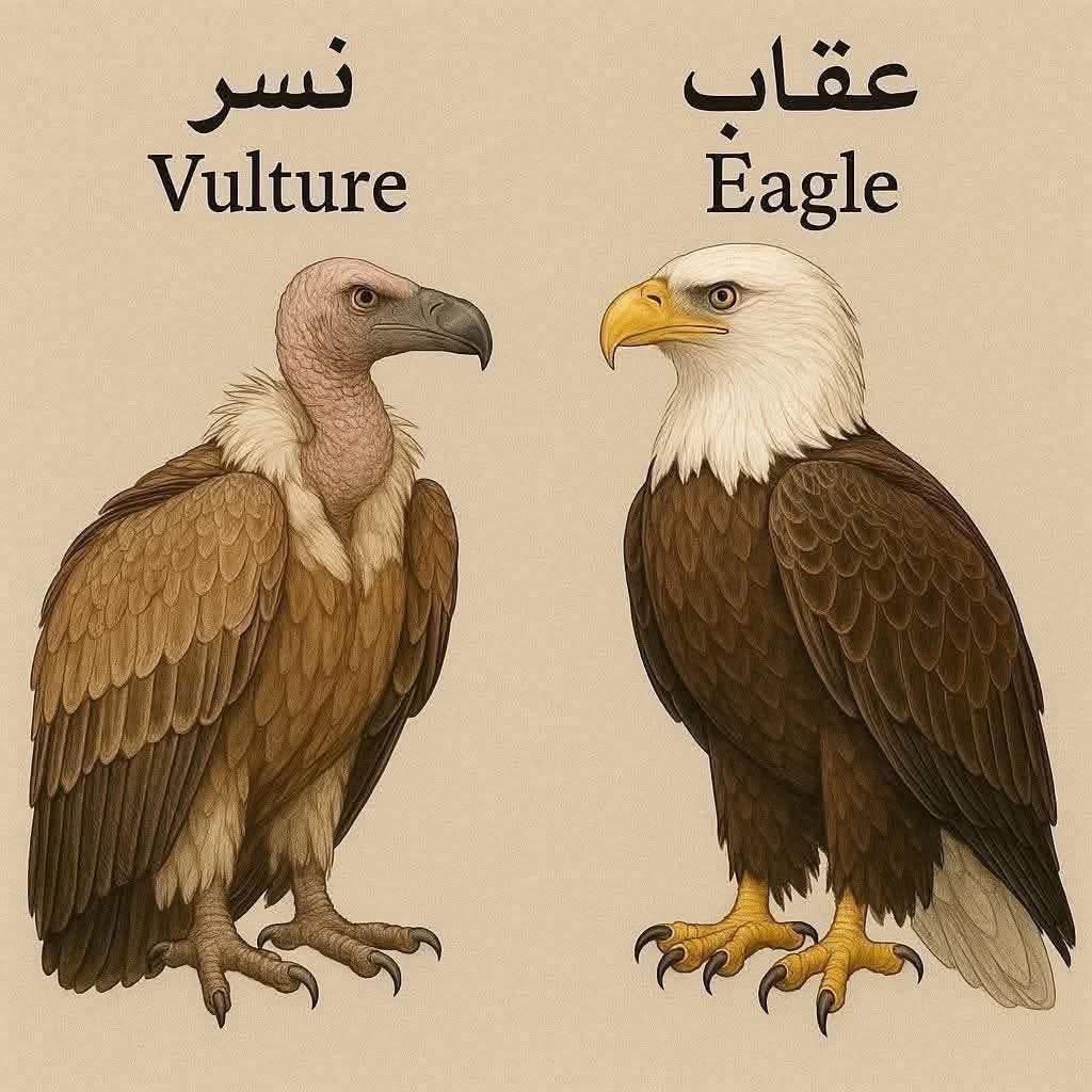 وش الفرق بين العقاب والنسر؟!؟

ليس من ناحية الشكل فقط. 

من يعرف!؟؟؟