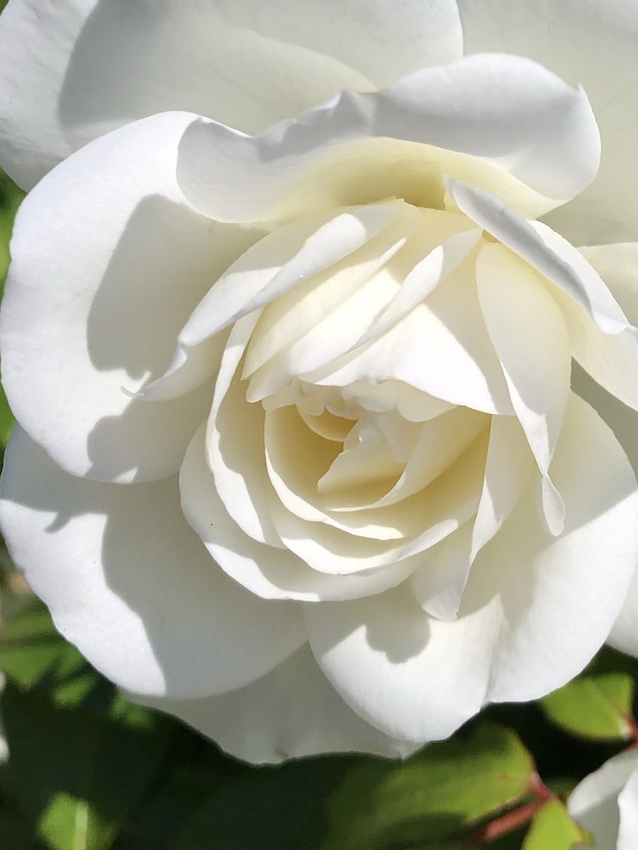 <a href="/RCederfjard/">Cederfjärd</a> 🤍🍃

📸 Me