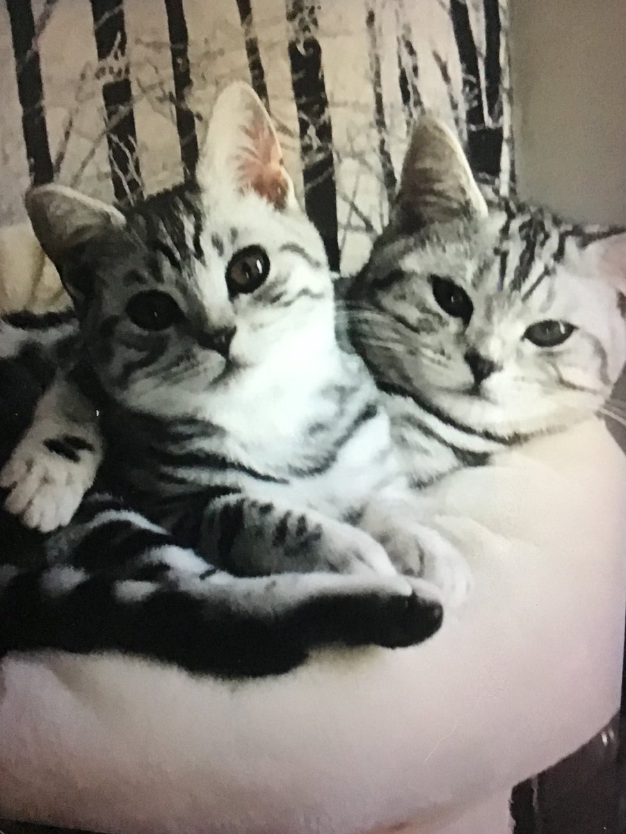 catwoman1957's tweet photo. Best friends Forever Zeus &amp; Luther ❤️❤️#SilverKings 👑 https://t.co/vPtgu9IgOC