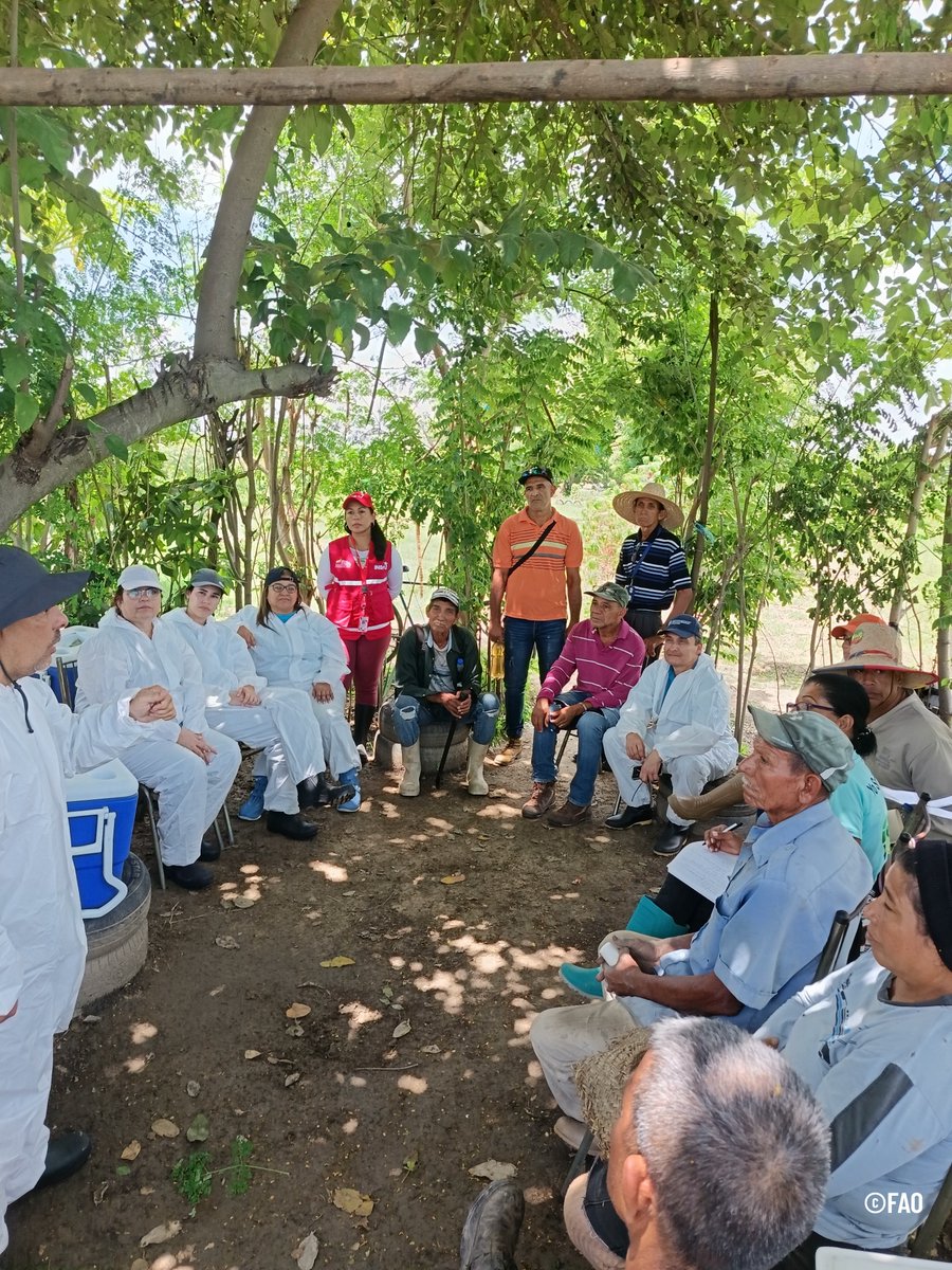 Las autoridades nacionales, sector privado y agricultores familiares, con asistencia técnica de la #FAO, fortalecieron capacidades en diagnóstico, vigilancia fitosanitaria, e implementaron medidas de bioseguridad en fincas afectadas para evitar la propagación de la enfermedad.