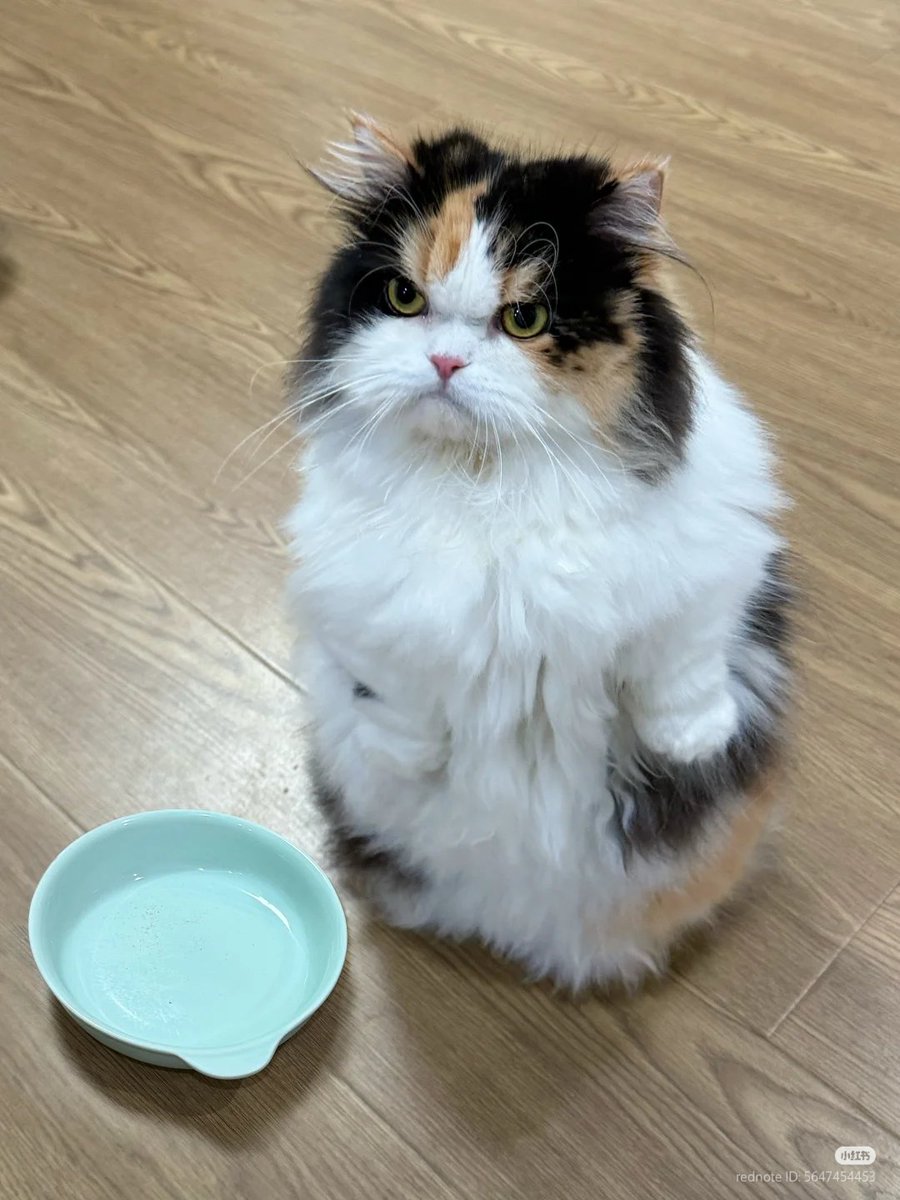 WHERE IS FOOD? 😡