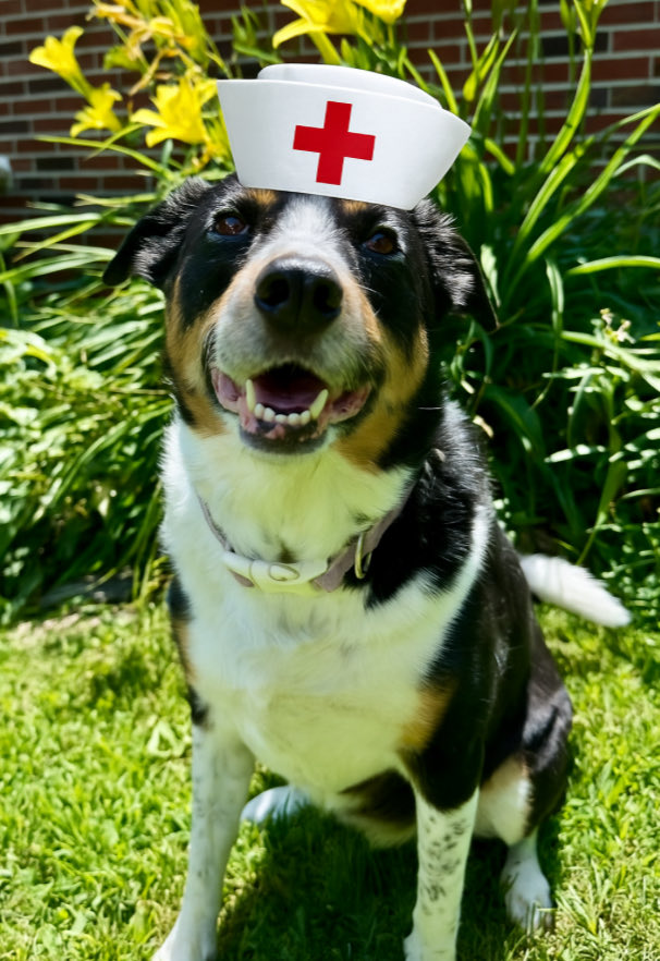 MayleePup's tweet image. Im exhausted but thanks to my excellent skills, momma is finally feeling better. Yay. She’s going to read me all your comments now ❤️🐶❤️🐶❤️🐶❤️