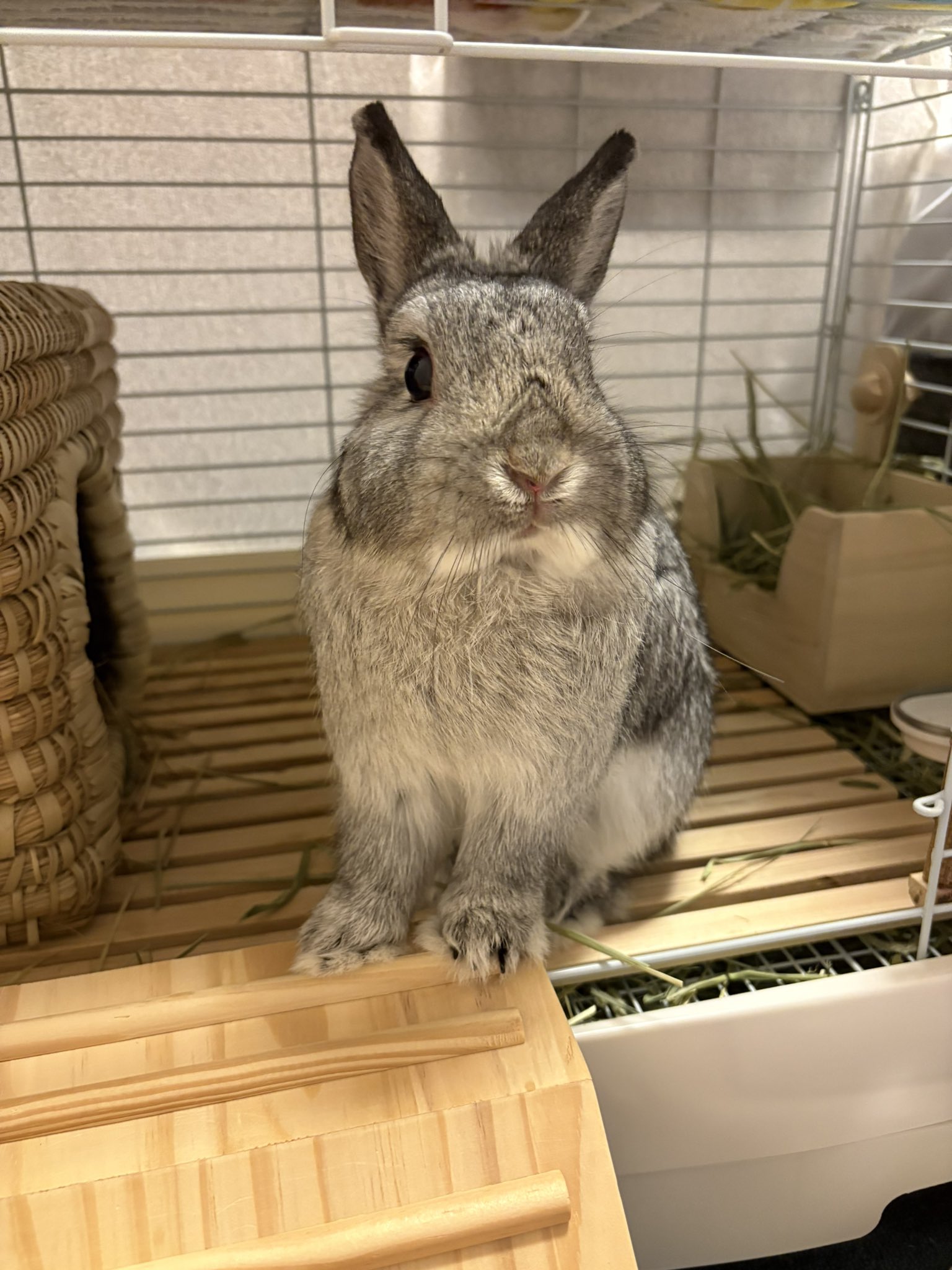 うさぎ大好き うさぎと暮らす｜定期購読で送料無料 - 雑誌のFujisan