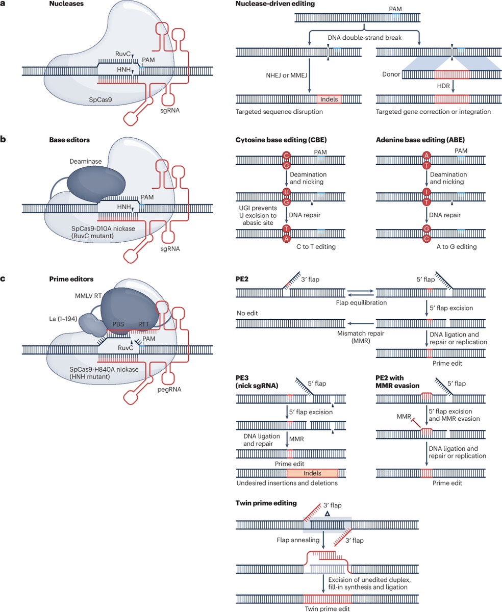 NatRevDrugDisc's tweet image. CRISPR-based therapeutic genome editing for inherited blood disorders nature.com/articles/s4157…
This new Review discusses the application of genome editing technologies including nucleases, base editors and prime editors to treat patients with inherited haematological disorders