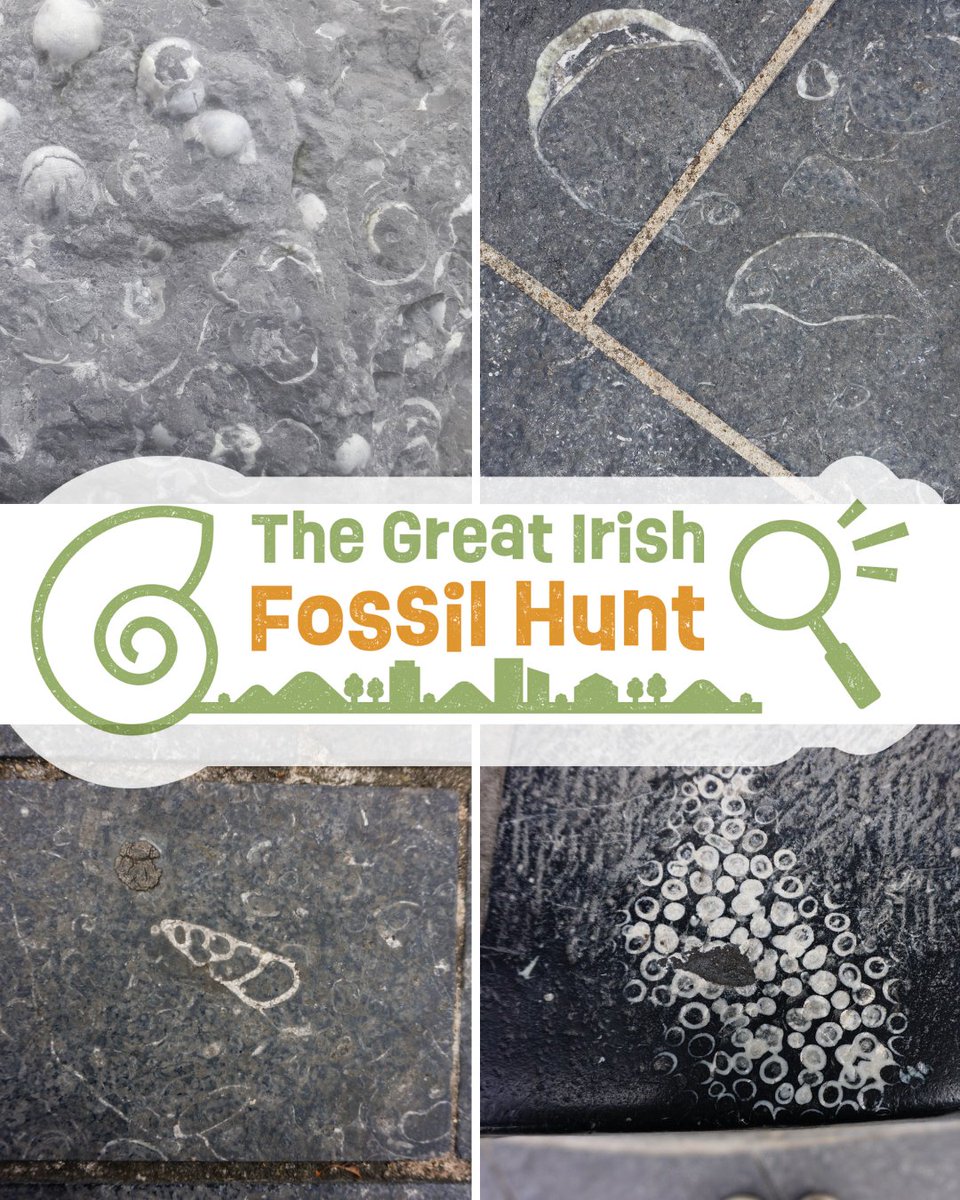IrishFossils's tweet image. Listen back to Mooney Goes Wild @RTERadio from Monday July 14th to hear Prof Maria McNamara @SEFSUCC @Researchirel giving updates on the Great Irish Fossil Hunt including tips on how to find fossils and how to submit your entry.
rte.ie/radio/radio1/c…