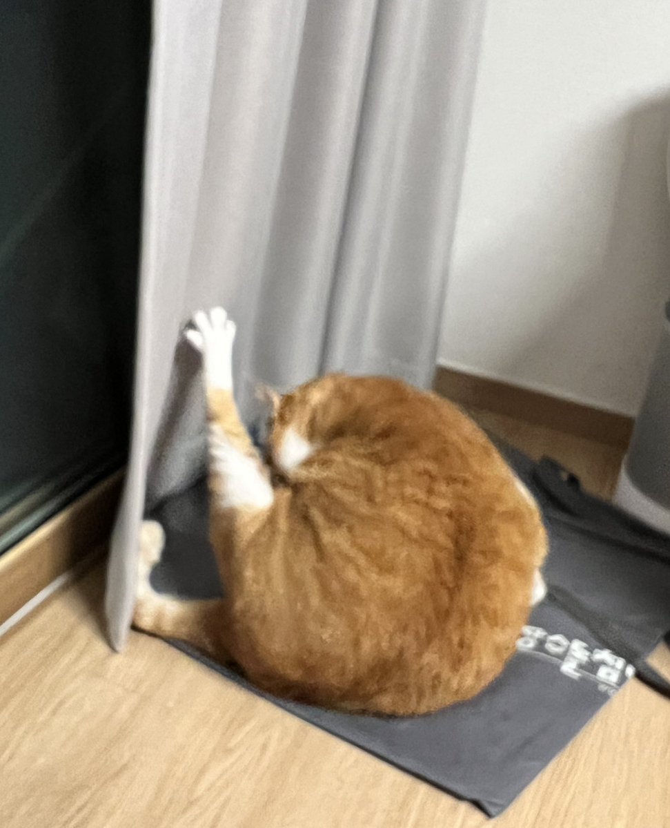 geumdong103's tweet image. 앜ㅋㅋㅋㅋㅋ 저 발가락 4개가 너무 귀여워