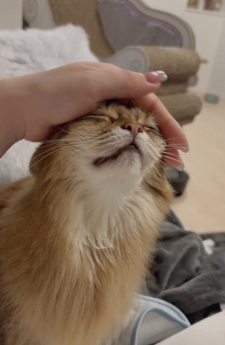 sudahotate's tweet image. ヨシヨシ