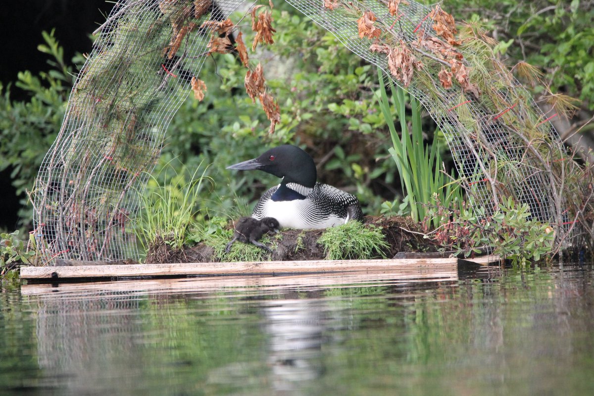 Common Loons nest on lakes and ponds, right on the edge of the shoreline, but they'll also use artificial nesting areas. Here's a great example of a floating nest platform! NestWatcher Michael Abell deployed this platform as part of Maine's Loon Restoration Project.