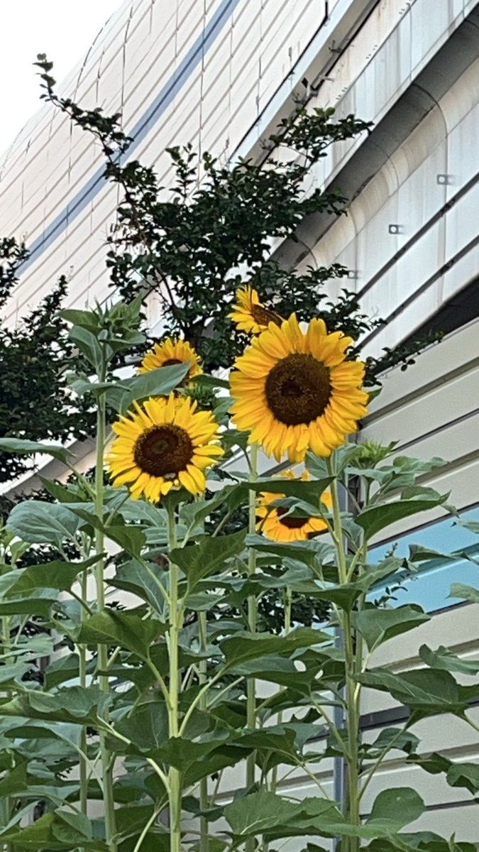 参考品　　自宅庭に咲いた花達！ 石張りの園路が出来ました🤗 #AKWORKS庭園設計施工事務所