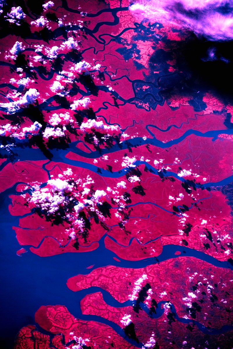 astro_Pettit's tweet image. The Ganges river delta, photographed in near-infrared from the ISS.