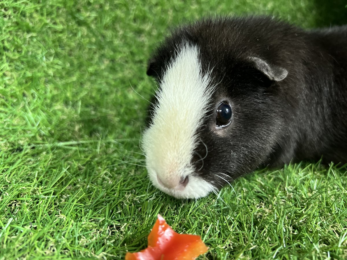 DenverZoo's tweet image. It’s #GuineaPigAppreciationDay and we’re celebrating our furry ambassadors: Moira, Twyla, and Stevie! 🐹💛 

These three rescued sweethearts came to us from @humanecolorado (formerly Denver Dumb Friends League) and are now beloved members of our Animal Ambassador team. 

✨ Moira…
