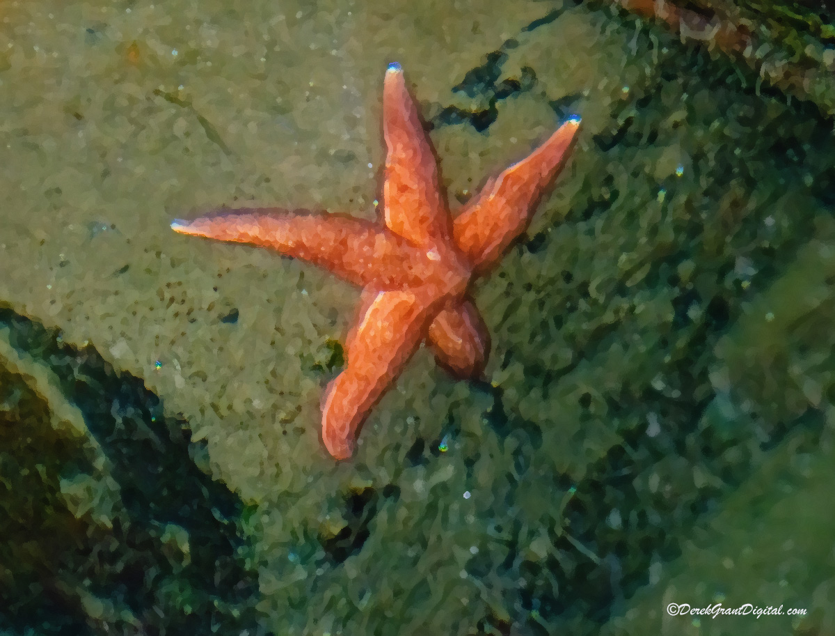 How long since I've seen a 'starfish' in it's natural enviro? So long that they're not even called starfish anymore.  That's because ~10 years back scientists decided that echinoderms having the word 'fish' in their name was not the most scientific thing to do. 

 Common Sea Star