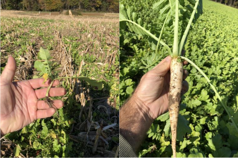 SoyResearchInfo's tweet image. #SoySnippets: Cover crops store and keep soil nutrients in place for the next crop. @rayweil of @UMD_AGNR led #SoyResearch funded by Maryland Soybean Board to see if they can be stimulated to take up more nutrients — with unexpected results. #USSoy bit.ly/4a1TLUG