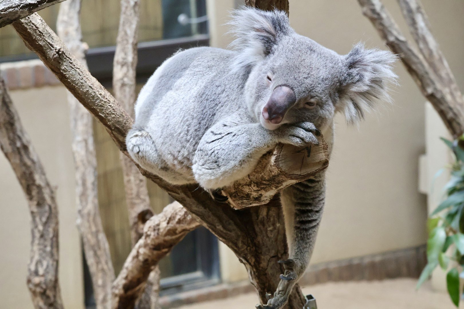 コアラ様 🐨やしじゅん🐨コアラー(2025もコアラ年) | しろめチェックは