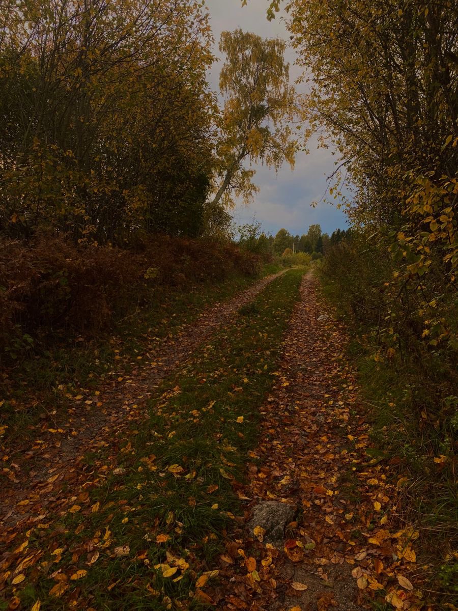 thespookygirll's tweet image. i honestly cannot wait for October