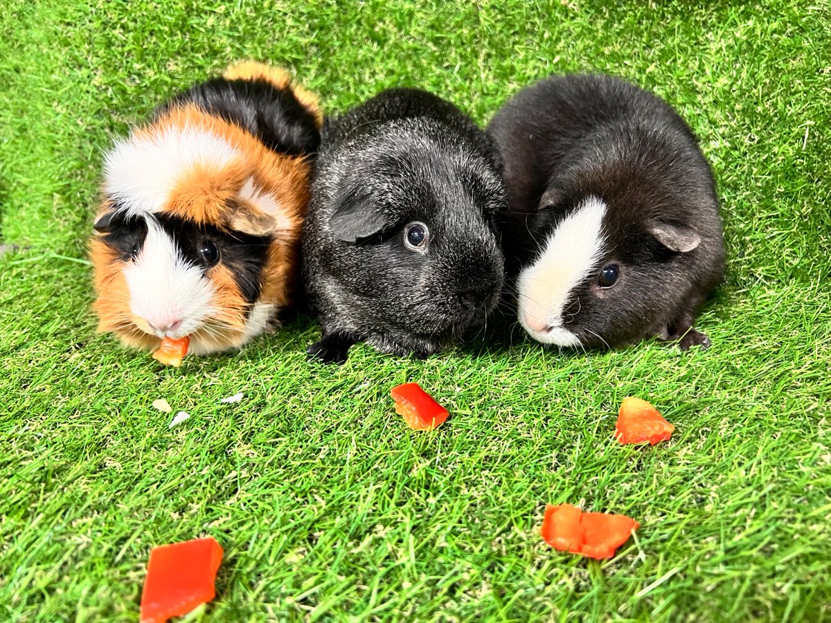 DenverZoo's tweet image. It’s #GuineaPigAppreciationDay and we’re celebrating our furry ambassadors: Moira, Twyla, and Stevie! 🐹💛 

These three rescued sweethearts came to us from @humanecolorado (formerly Denver Dumb Friends League) and are now beloved members of our Animal Ambassador team. 

✨ Moira…