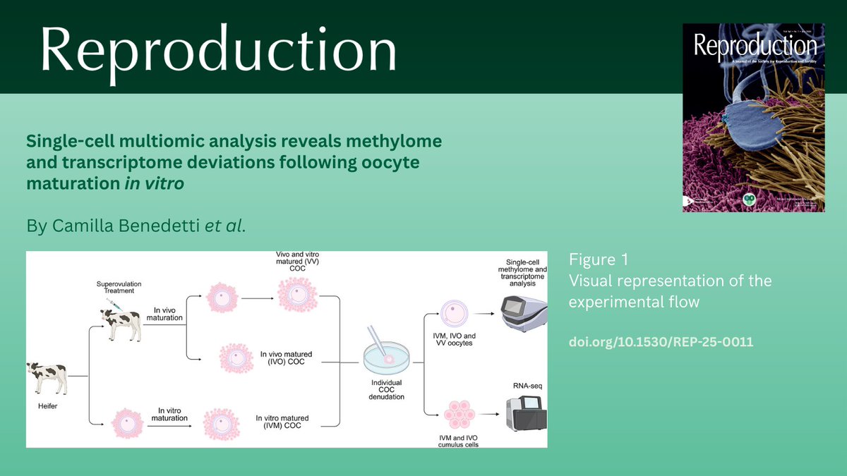 ReprodJournal's tweet image. Could in vitro maturation (IVM) be compromising oocyte quality?
New research by Camilla Benedetti et al. shows how IVM alters gene expression and DNA methylation in bovine oocytes, changes that could affect assisted reproduction outcomes.
🔗 Read more: doi.org/10.1530/REP-25…