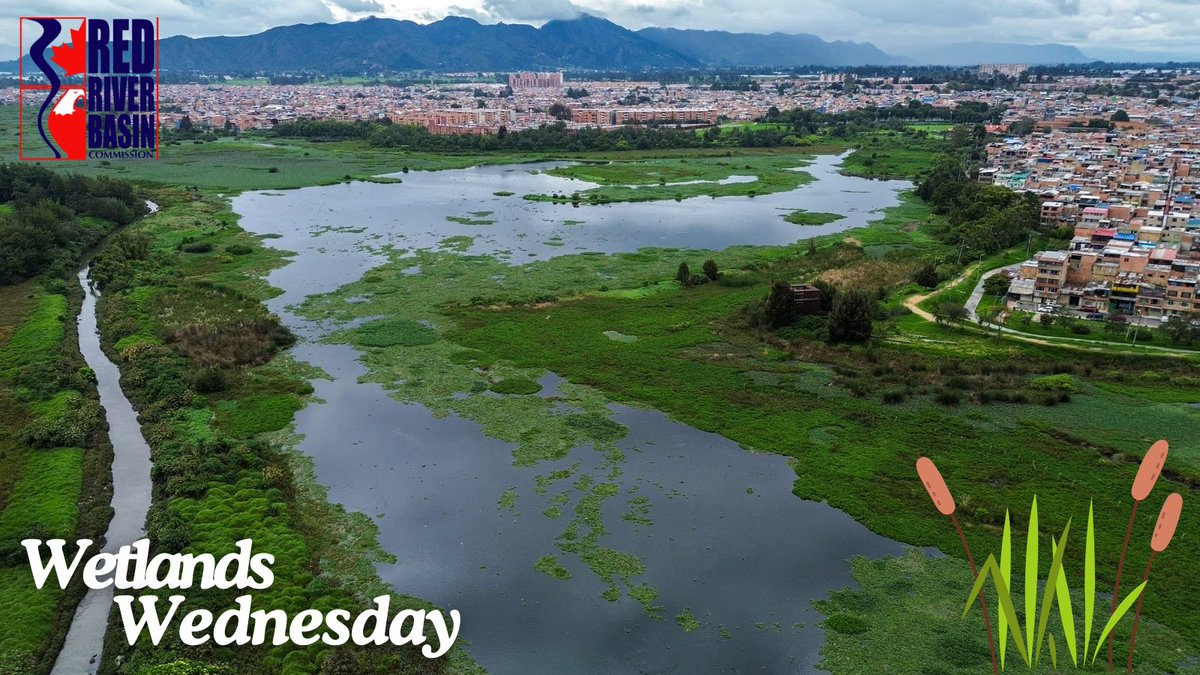 Bogotá's vital wetlands are collapsing from urban development. Residents face droughts, floods, and pollution, threatening wildlife and cultural heritage. Can the city save these sacred spaces? Dive into the urgent fight: theguardian.com/global-develop…