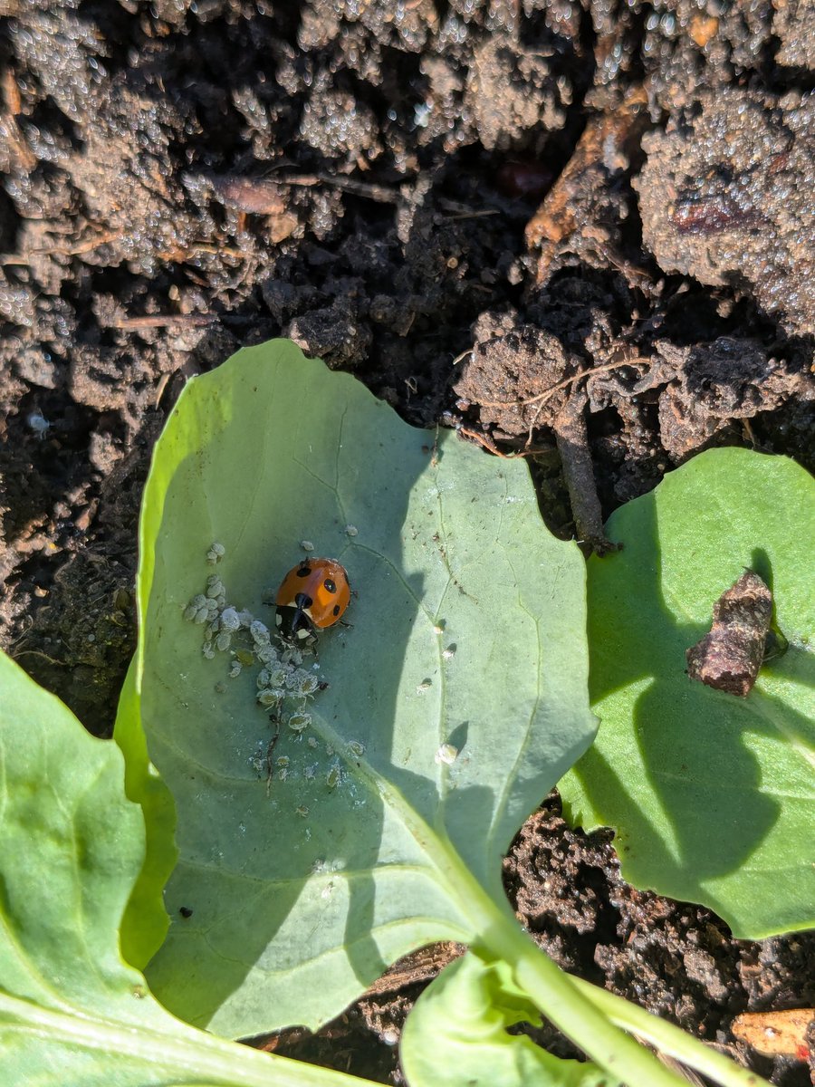 A few aphids have just started appearing on my seedling caulis and cabbages. As if by magic, the Ladybirds appear. Thanks, little friends 😊 #gardeningwithnature
