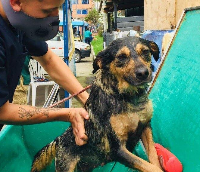 Así puedes apoyar la "Donatón por los callejeros" en favor de los animalitos sin hogar en Bogotá 🐶

El colectivo Borrachos al Rescate  organiza una jornada solidaria para apoyar a los animales abandonados en  Ciudad Bolívar y Soacha. La iniciativa incluye esterilizaciones,