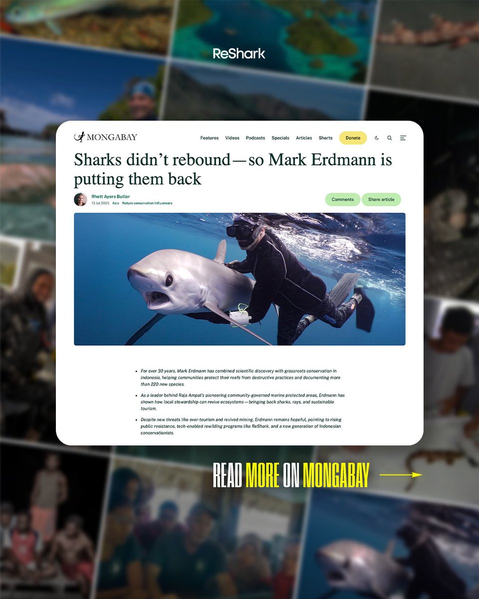Our new Executive Director, Dr. Mark Erdmann, recently sat down for an in-depth conversation with Rhett Butler, Founder and Editor-in-Chief of <a href="/MongabayOrg/">Mongabay</a> 🦈 

🔗 Check it out: news.mongabay.com/2025/07/sharks…