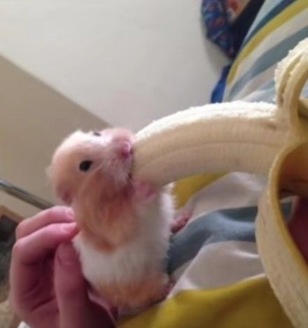 hamster tweet media